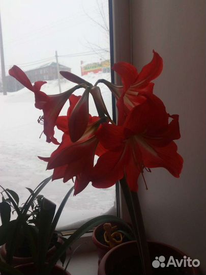 Детки гиппеаструма