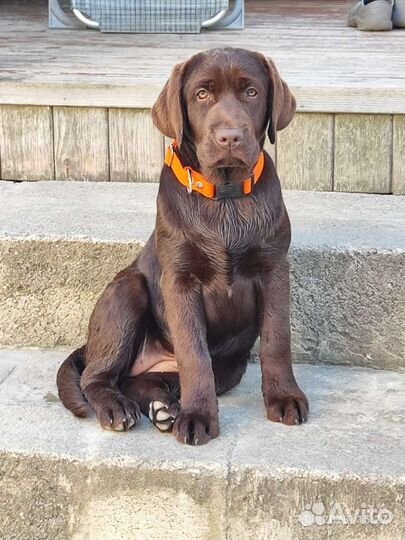 Щенки лабрадора-ретривера