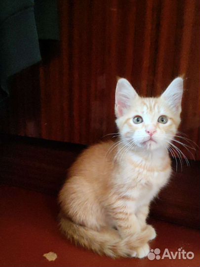 Рыжий котенок в добрые руки