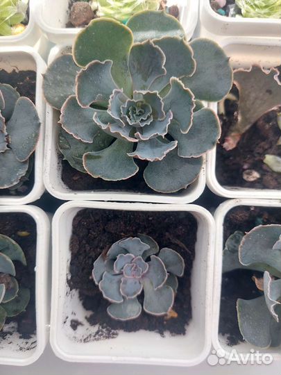 Суккуленты