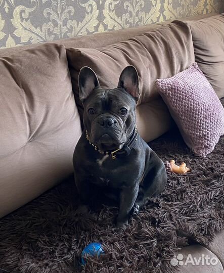 Французский бульдог голубой вязка