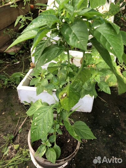 Острый перец в горшке