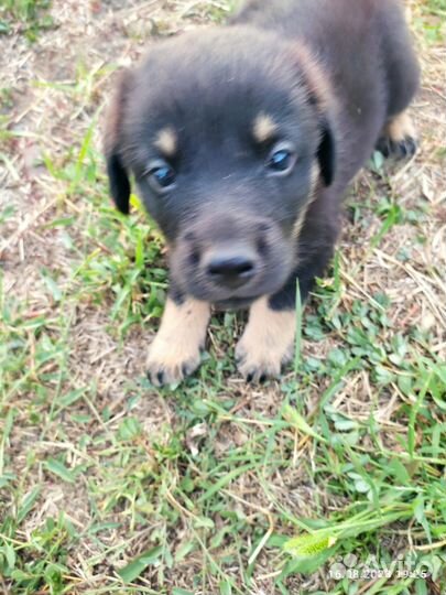 Собака в добрые руки отдам бесплатно