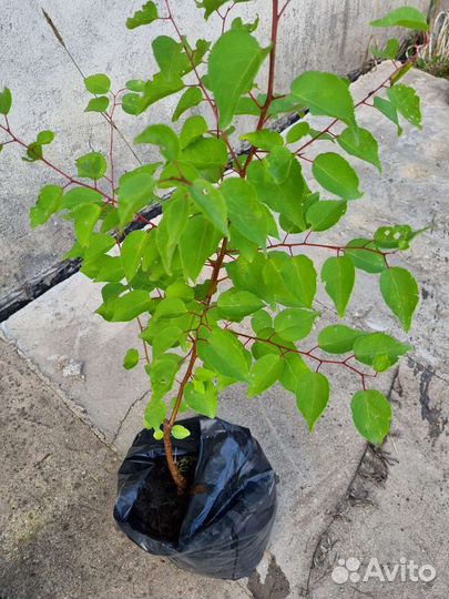 Абрикосовые деревья