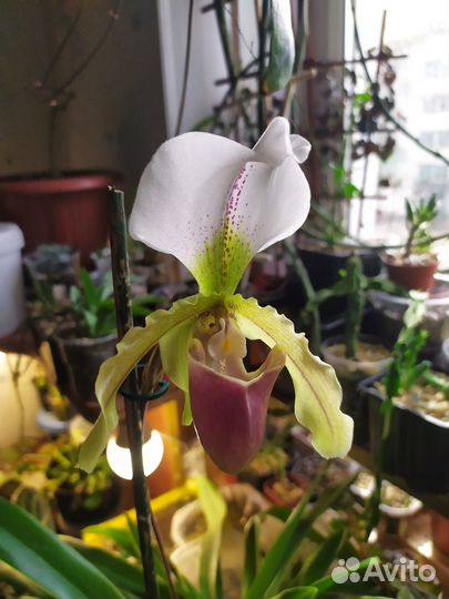 Орхидея Пафиопедилум Leeanum paphiopedilum leeanum