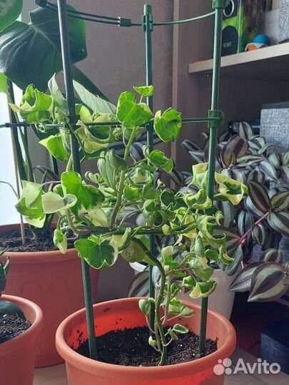 Комнатные растения