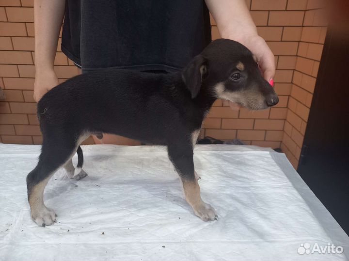 Щенки Хортой борзой