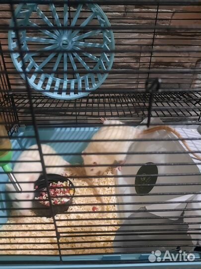 Крысята Дамбо