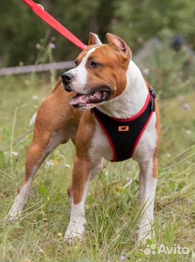 Амстафф вязка