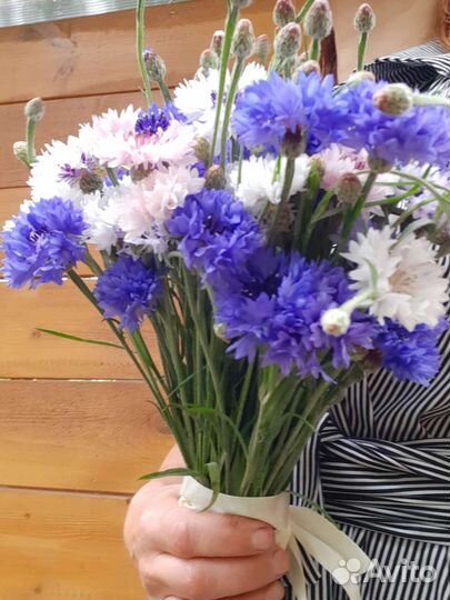 Цветы Васильки бесплатно