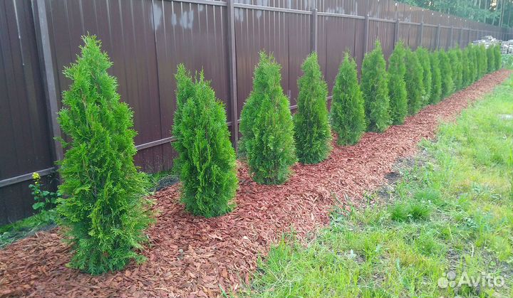 Туя смарагд