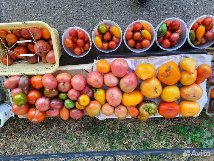 Семена коллекционных томатов