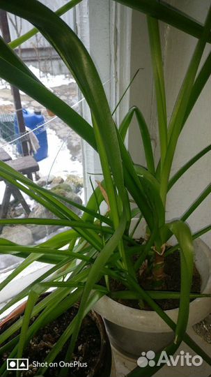 Индийский лук