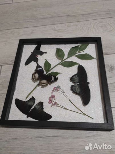 Бабочки тропические засушенные для интерьера