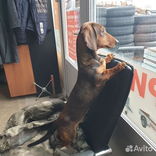 Такса вязка