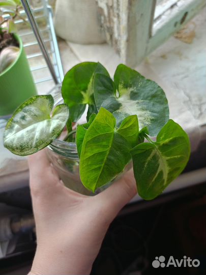 Сингониум мини