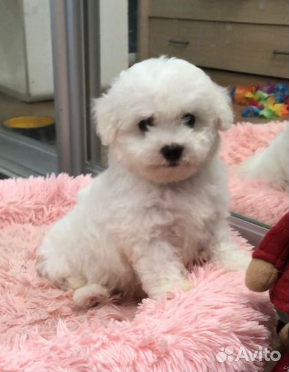 Бишон фризе щенки с документами