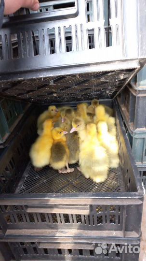 С/х птица оптом