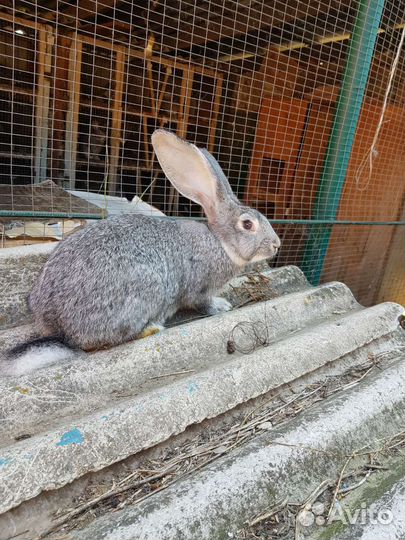 Кролики шиншила