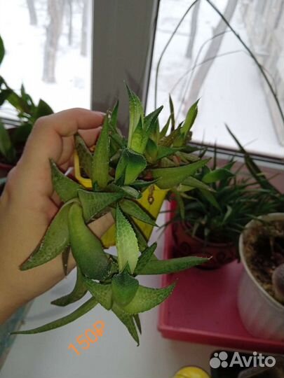 Суккуленты