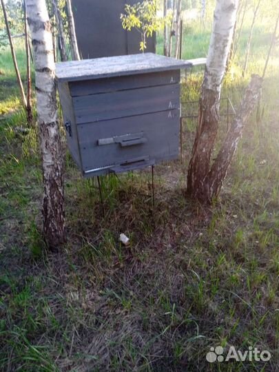Продам пчелосемьи