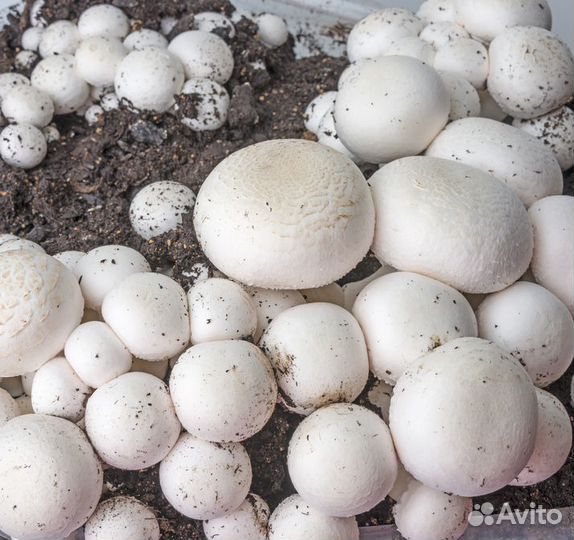 Попробуйте свойские шампиньоны