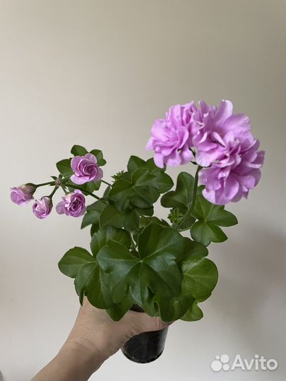 Пеларгония плющелистная, герань