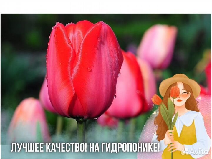 Тюльпаны оптом от производителя