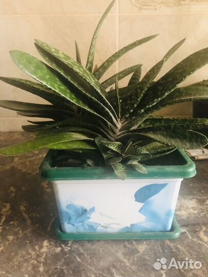 Гастерия суккулент.Каменная роза