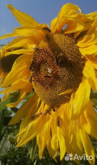 Мёд натуральный