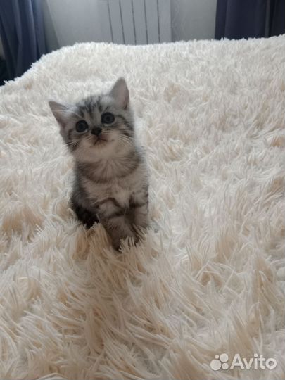 Котята в дар