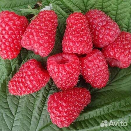 Саженцы - полонез, амира, химбо топ