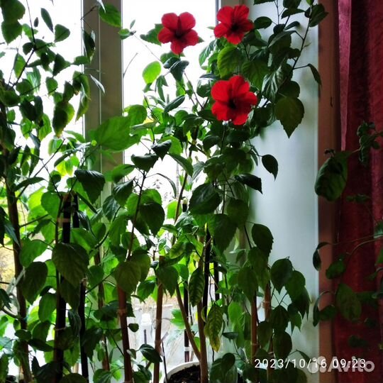 Гибискус 1,5 метра