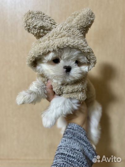 Эксклюзив Малыш Мальтезе РКФ