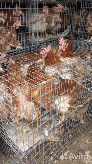 Куры несушки доминант