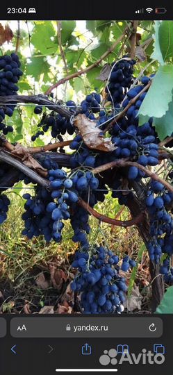 Виноград винных сортов