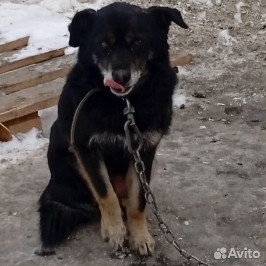 Щенки в добрые руки для охраны дома и дружбы
