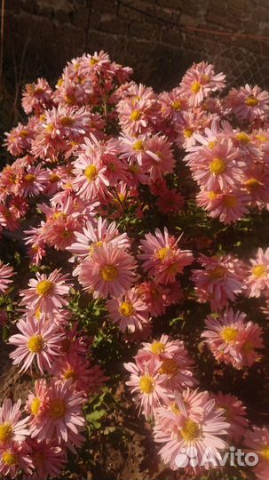 Хризантема кустовая