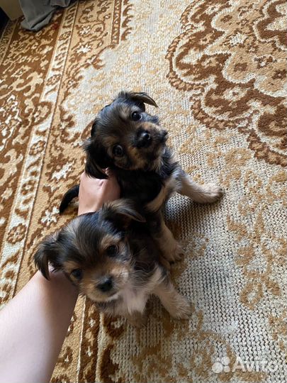 Йоркширский терьер мини щенки