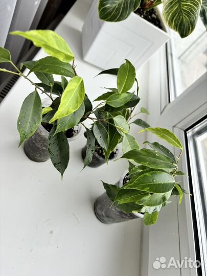 Фикус Анастасия