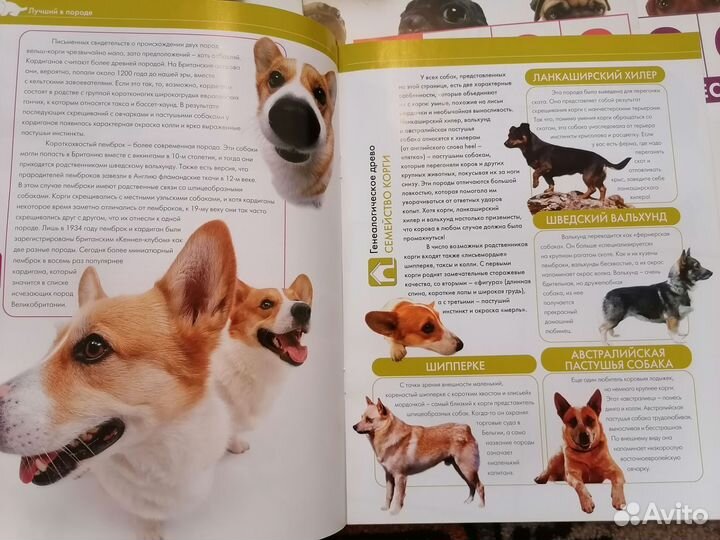 Журналы the dog collection и the cat collection