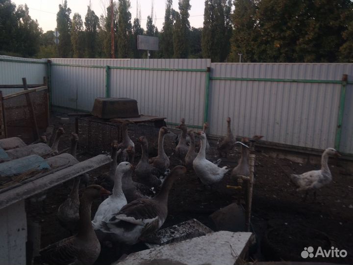 Гуси тушками