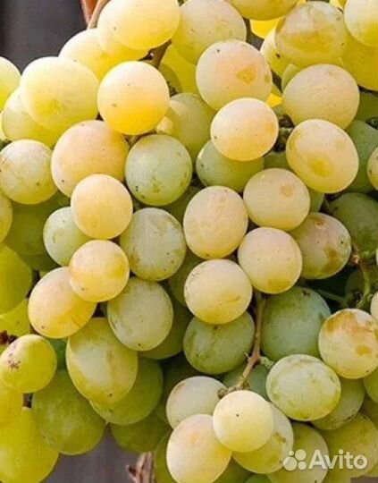 Саженцы винограда, возраст 2 года