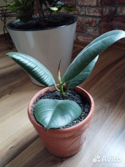 Фикус каучуконосный