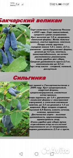 Продам саженцы жимолости