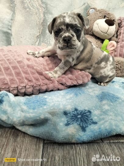 Французский бульдог щенки мерле