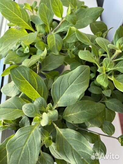 Петунии в горшках 1 л с бесплатной доставкой