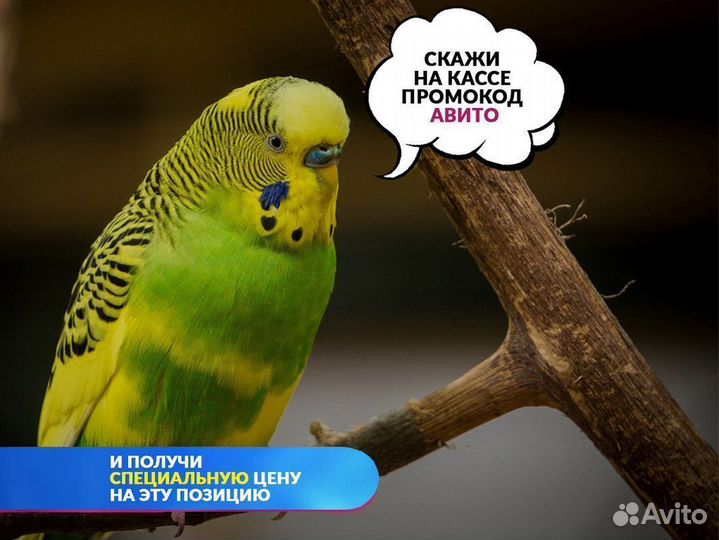 Зебровая Амадина