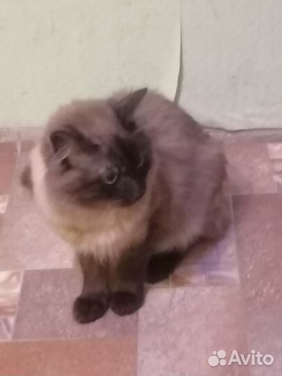 Сиамский кот