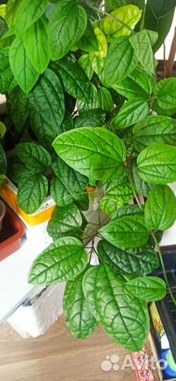 Комнатные растения цветы